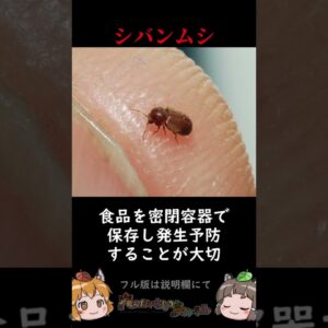 家の中に出てくるあの虫の正体3選 #shorts