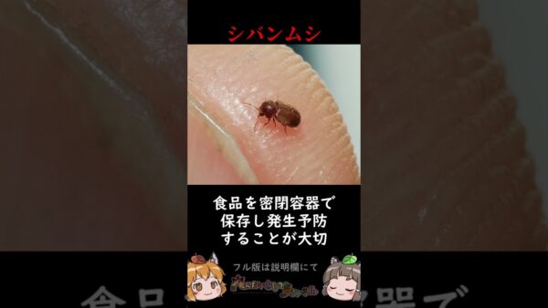 家の中に出てくるあの虫の正体3選 #shorts