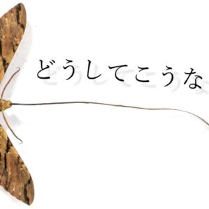 【ゆっくり解説】#38 体の一部が長～～～い昆虫たち【世界の昆虫】