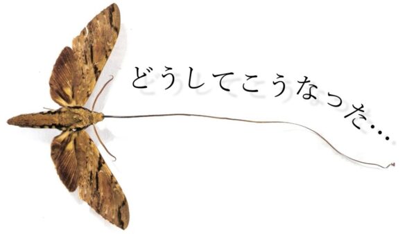 【ゆっくり解説】#38 体の一部が長～～～い昆虫たち【世界の昆虫】