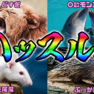 【ハッスル】ご立派ァ！性欲のヤバい生き物7選 パート2