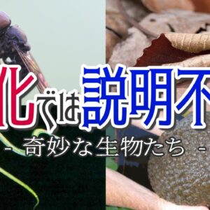 【神秘】進化では説明出来ない奇妙な生き物7選