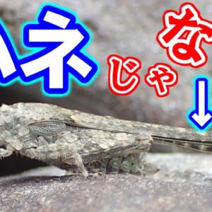 ○○が長～～いバッタ【みじカメの話改】#7