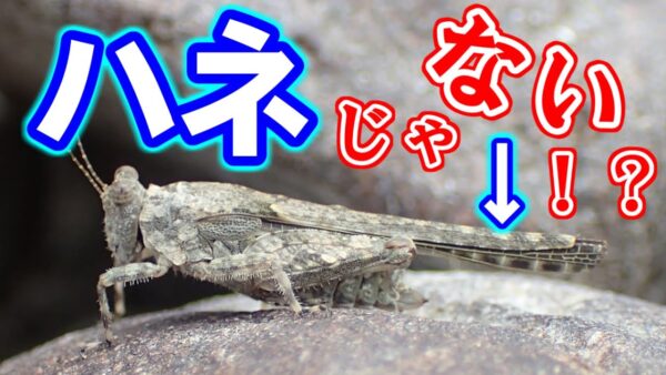 ○○が長～～いバッタ【みじカメの話改】#7