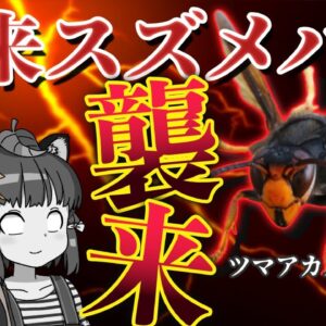 【危険】外来スズメバチが定着寸前！？外来種ツマアカスズメバチの移入は防げるか…