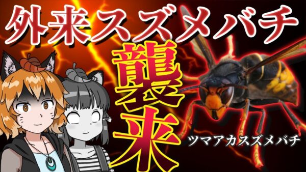 【危険】外来スズメバチが定着寸前！？外来種ツマアカスズメバチの移入は防げるか…