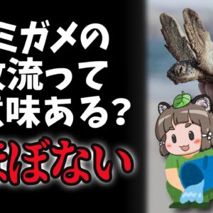 【まさかの】ウミガメって昼間に放流して意味ある？←ほぼないです