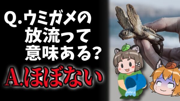 【まさかの】ウミガメって昼間に放流して意味ある？←ほぼないです