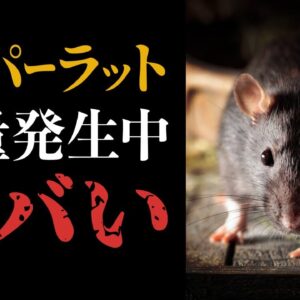 【恐怖】都内でスーパーラット大量発生！？放置してたら絶対ヤバいぞ！