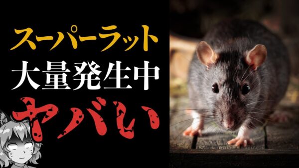 【恐怖】都内でスーパーラット大量発生！？放置してたら絶対ヤバいぞ！