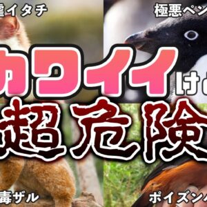 【激ヤバ】カワイイけど超危険な生き物10選