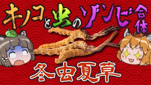 【神秘】虫をゾンビ化させるキノコ！？冬虫夏草のヤバすぎる戦略【へんないきもの#102】
