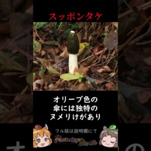 見た目がアレにしか見えない珍生物3選 #shorts