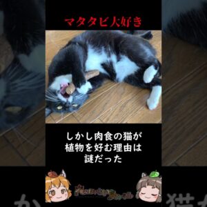 近年解明されたばかりの猫の秘密3選 #shorts