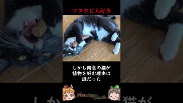 近年解明されたばかりの猫の秘密3選 #shorts