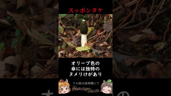 見た目がアレにしか見えない珍生物3選 #shorts