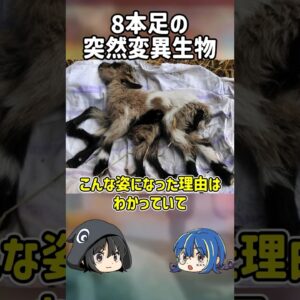 【１分解説】「奇跡」の名前を与えられた8本の足をもつ生き物とは？【ゆっくり解説】#shorts