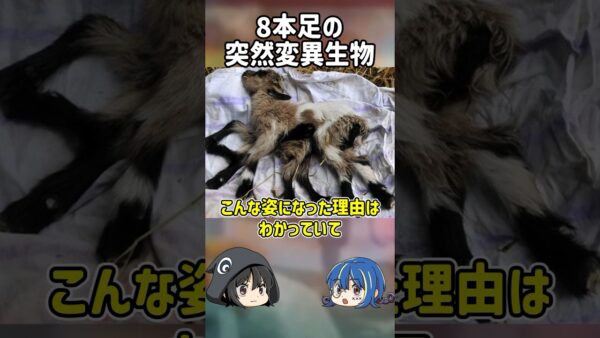 【１分解説】「奇跡」の名前を与えられた8本の足をもつ生き物とは？【ゆっくり解説】#shorts