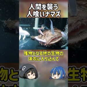 【１分解説】人間を食い破る人喰いナマズ【ゆっくり解説】#shorts