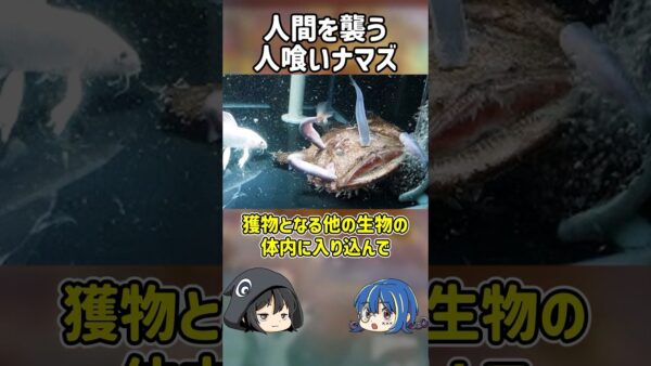 【１分解説】人間を食い破る人喰いナマズ【ゆっくり解説】#shorts