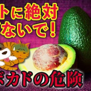【落とし穴】アボカドは動物に超有毒！？森のバターの意外な危険性
