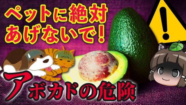 【落とし穴】アボカドは動物に超有毒！？森のバターの意外な危険性