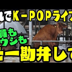 韓国、スカウト大会の挽回に必死すぎて台風被害甚大な中、公共機関の人間を1000人動員してでもK POPコンサートをやる模様【ゆっくり解説】