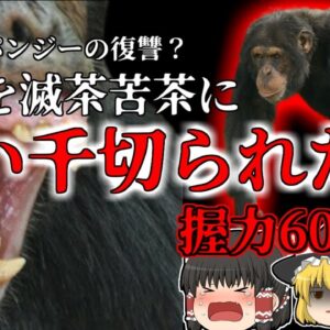 【2006年】母親を〇された？チンパンジー  猿山のボスになり人間の顔を喰い千切って復讐する…『チンパンジー ブルーノ事件』【ゆっくり解説】