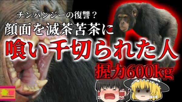 【2006年】母親を〇された？チンパンジー  猿山のボスになり人間の顔を喰い千切って復讐する…『チンパンジー ブルーノ事件』【ゆっくり解説】