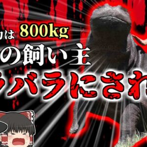 【2011年】愛情をこめて育てたペットに四肢をもがれバラバラにされた男性…噛む力は自然界第二位!?800kgの噛む力…『南アフリカ ハンフリー事件』【ゆっくり解説】