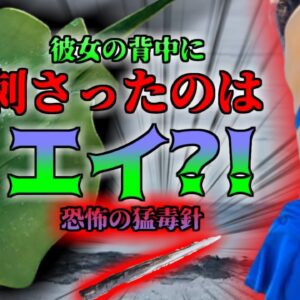【2023年】「痛っ！クラゲに刺された…？」→巨大なエイの毒針が背中に刺さっていた女性【ゆっくり解説】