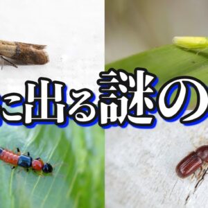 【画像あり】家に出るあの虫の正体6選｜駆除・対策方法も紹介