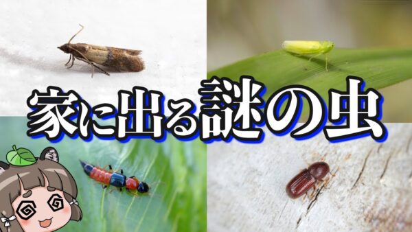 【画像あり】家に出るあの虫の正体6選｜駆除・対策方法も紹介