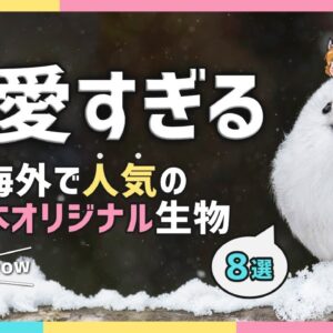 【海外の反応】実は世界で大人気！？日本オリジナルの生き物8選