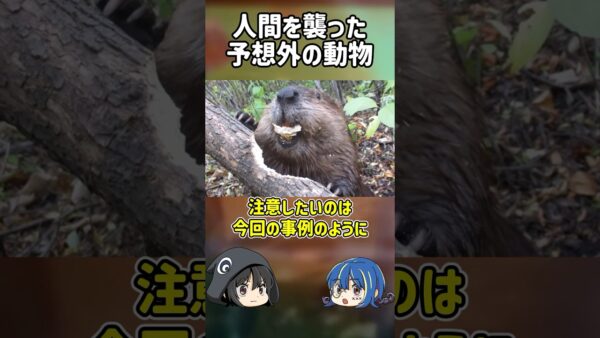【１分解説】人間を襲った意外な生物とは？【ゆっくり解説】#shorts
