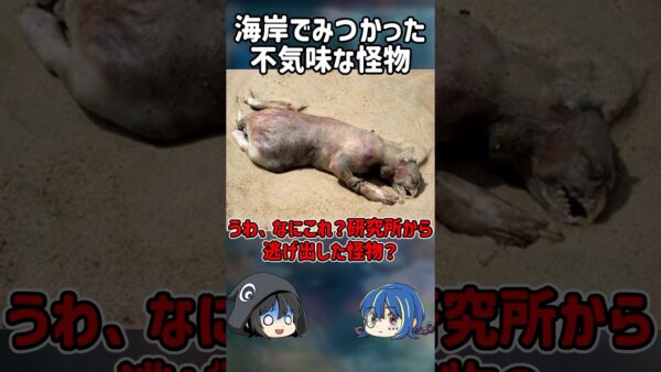 【１分解説】海岸に打ち上げられた不気味な怪物とは？【ゆっくり解説】#shorts