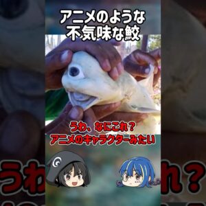 【１分解説】日本でも見つかった不気味なサメとは？【ゆっくり解説】#shorts