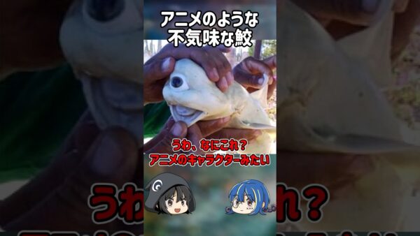 【１分解説】日本でも見つかった不気味なサメとは？【ゆっくり解説】#shorts