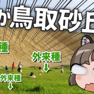 【外来種】鳥取砂丘が一面緑に！？砂だらけなのに草刈りって必要なの？