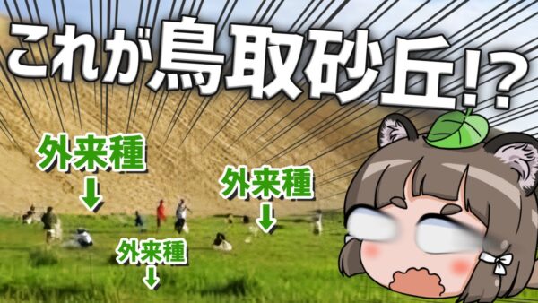 【外来種】鳥取砂丘が一面緑に！？砂だらけなのに草刈りって必要なの？