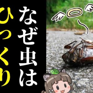 【疑問】死んだ虫はなぜひっくり返るのか？
