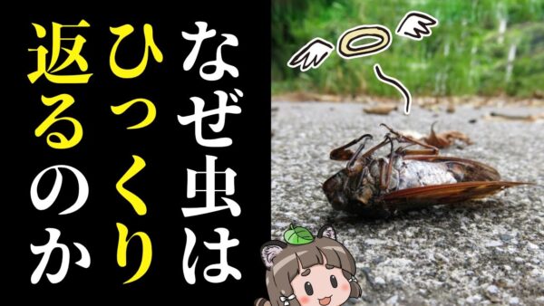 【疑問】死んだ虫はなぜひっくり返るのか？
