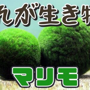 【えっ】これ生き物だったの？実は激レアな謎生物マリモ【へんないきもの#104】