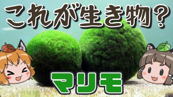 【えっ】これ生き物だったの？実は激レアな謎生物マリモ【へんないきもの#104】