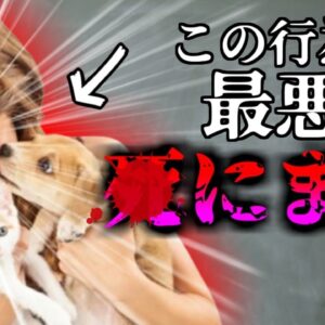 【2016年】愛猫に噛まれた男性 動脈が爆発し亡くなる 体重が10kg以上減少するなどの異変があったが…ペットに潜む危険『パスツレラ・ムルトシダ』【ゆっくり解説】