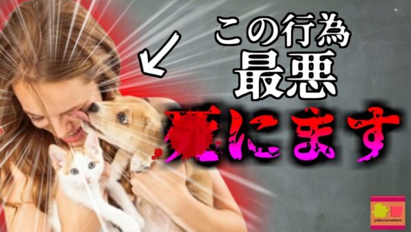 【2016年】愛猫に噛まれた男性 動脈が爆発し亡くなる 体重が10kg以上減少するなどの異変があったが…ペットに潜む危険『パスツレラ・ムルトシダ』【ゆっくり解説】