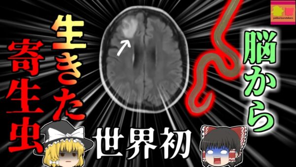 【2022年】脳から8cmの