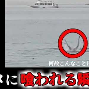 【2023年】サメに食べられながら逃げる男性… 一部始終が撮影されたビデオが拡散『エジプト イタチザメ襲撃事故』【ゆっくり解説】