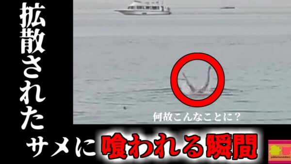 【2023年】サメに食べられながら逃げる男性… 一部始終が撮影されたビデオが拡散『エジプト イタチザメ襲撃事故』【ゆっくり解説】