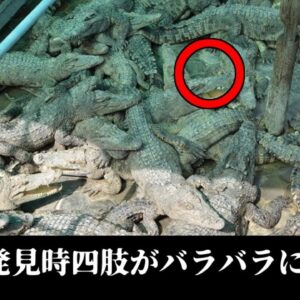 【2023年】ワニ養殖プールに経営者男性が転落 40匹以上のワニに食われる 【ゆっくり解説】